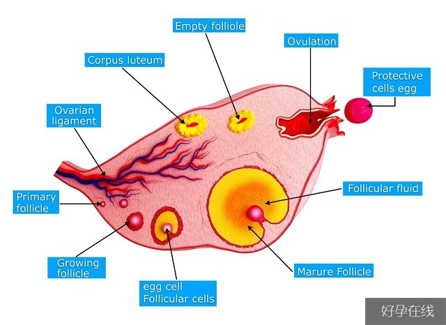卵巢生理结构图
