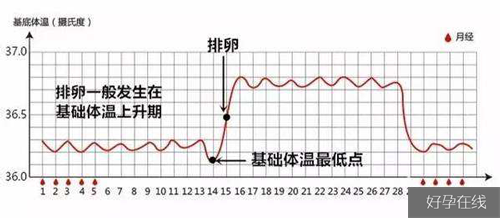 女性基础体温曲线图