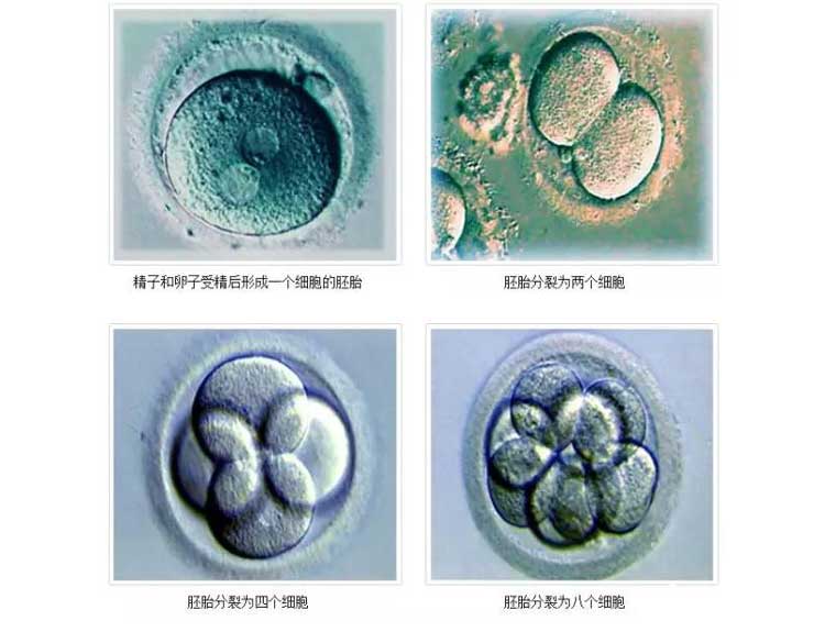 囊胚的怀孕率高些