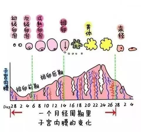 一个经期周期子宫内膜的变化