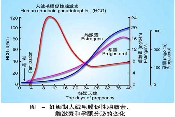 妊娠期HCG值变化示意图